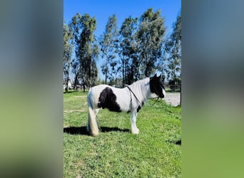 Gypsy Horse, Gelding, 5 years, 15.1 hh, Pinto