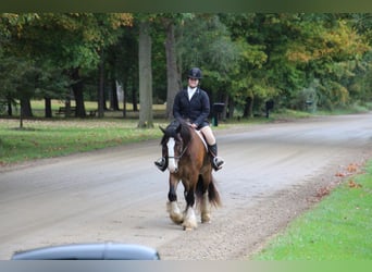 Gypsy Horse, Gelding, 5 years, 15.2 hh, Bay