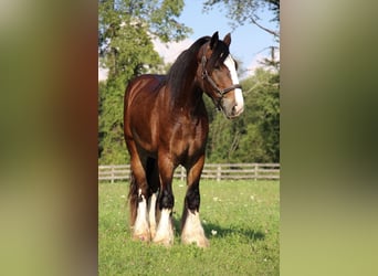 Gypsy Horse, Gelding, 5 years, 15.2 hh, Bay