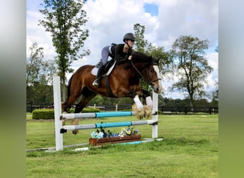 Gypsy Horse, Gelding, 5 years, 15.2 hh, Bay