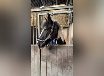 Gypsy Horse, Gelding, 5 years, 15.2 hh, Pinto