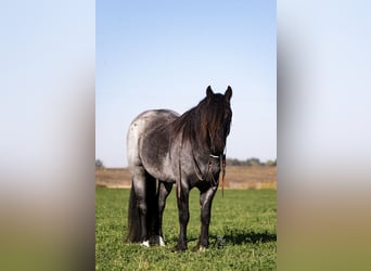 Gypsy Horse, Gelding, 5 years, 15.2 hh, Roan-Blue