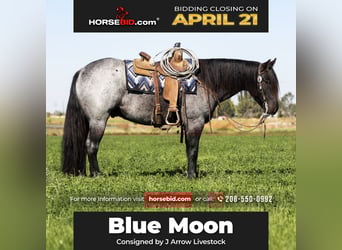Gypsy Horse, Gelding, 5 years, 15.2 hh, Roan-Blue