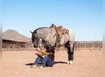 Gypsy Horse, Gelding, 5 years, 15.2 hh, Roan-Blue