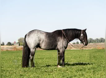 Gypsy Horse, Gelding, 5 years, 15.2 hh, Roan-Blue