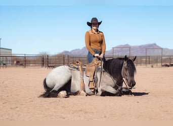 Gypsy Horse, Gelding, 5 years, 15.2 hh, Roan-Blue