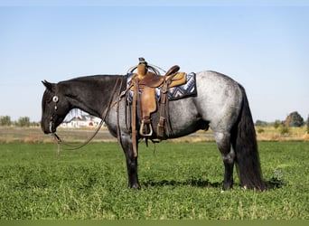 Gypsy Horse, Gelding, 5 years, 15.2 hh, Roan-Blue