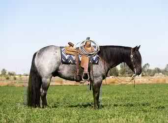 Gypsy Horse, Gelding, 5 years, 15.2 hh, Roan-Blue