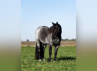 Gypsy Horse, Gelding, 5 years, 15.2 hh, Roan-Blue