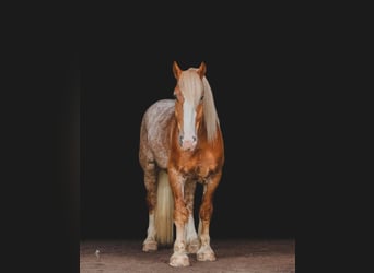 Gypsy Horse, Gelding, 5 years, 15.2 hh, Sorrel