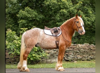 Gypsy Horse, Gelding, 5 years, 15.2 hh, Sorrel