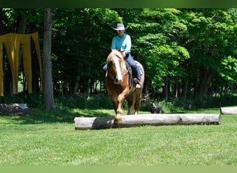 Gypsy Horse, Gelding, 5 years, 15.2 hh, Sorrel