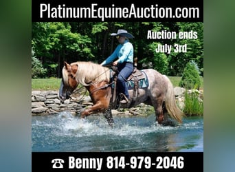 Gypsy Horse, Gelding, 5 years, 15.2 hh, Sorrel