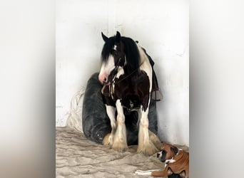 Gypsy Horse, Gelding, 5 years, 15.2 hh