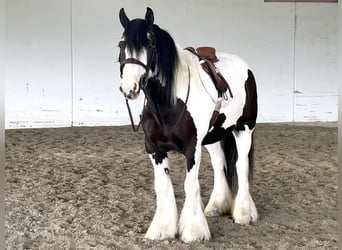 Gypsy Horse, Gelding, 5 years, 15.2 hh
