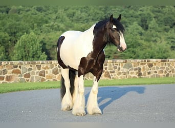 Gypsy Horse, Gelding, 5 years, 15.2 hh