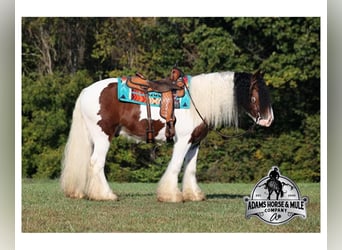 Gypsy Horse, Gelding, 5 years, 15 hh, Bay