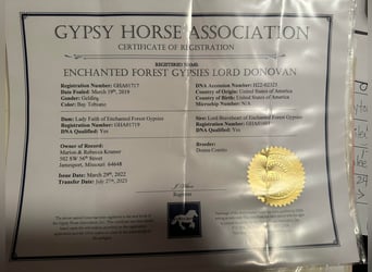 Gypsy Horse, Gelding, 5 years, 15 hh, Bay