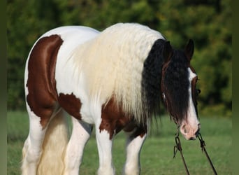 Gypsy Horse, Gelding, 5 years, 15 hh, Bay
