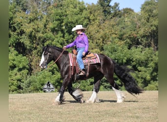 Gypsy Horse, Gelding, 5 years, 15 hh, Black