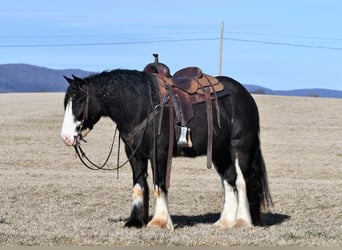 Gypsy Horse, Gelding, 5 years, 15 hh, Black