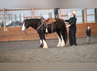 Gypsy Horse, Gelding, 5 years, 15 hh, Black