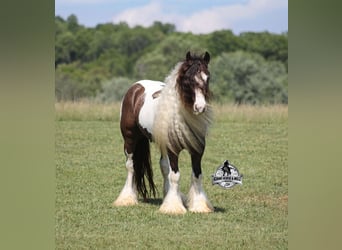 Gypsy Horse, Gelding, 5 years, 15 hh, Champagne