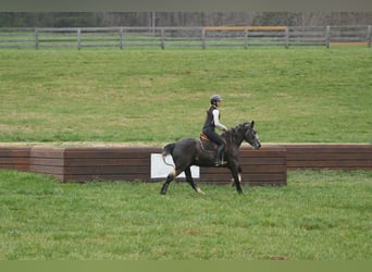 Gypsy Horse Mix, Gelding, 5 years, 15 hh, Grey