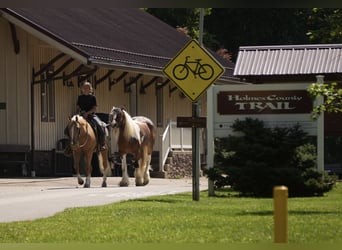 Gypsy Horse Mix, Gelding, 5 years, 15 hh, Pinto