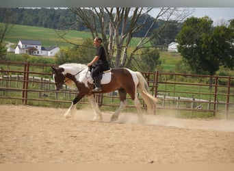 Gypsy Horse Mix, Gelding, 5 years, 15 hh, Pinto