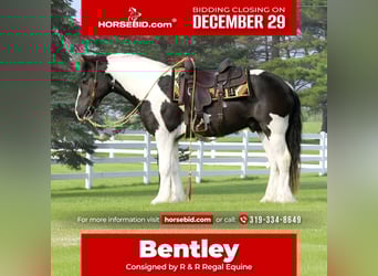 Gypsy Horse Mix, Gelding, 5 years, 15 hh, Pinto