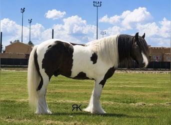 Gypsy Horse, Gelding, 5 years, 15 hh, Pinto