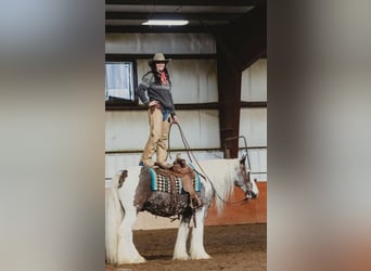 Gypsy Horse, Gelding, 5 years, 15 hh, Tobiano-all-colors