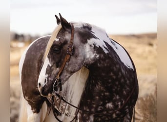 Gypsy Horse, Gelding, 5 years, 15 hh, Tobiano-all-colors