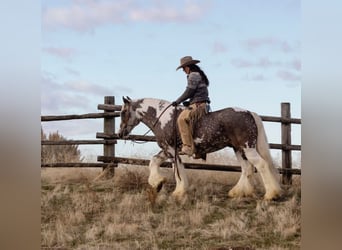 Gypsy Horse, Gelding, 5 years, 15 hh, Tobiano-all-colors