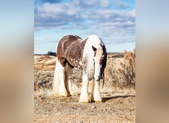 Gypsy Horse, Gelding, 5 years, 15 hh, Tobiano-all-colors