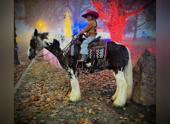 Gypsy Horse, Gelding, 5 years, 15 hh, Tobiano-all-colors