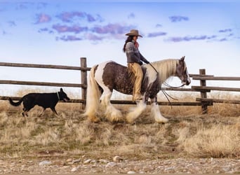 Gypsy Horse, Gelding, 5 years, 15 hh, Tobiano-all-colors