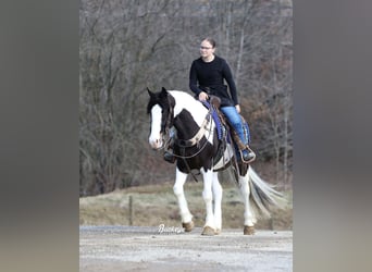 Gypsy Horse Mix, Gelding, 5 years, 15 hh, Tobiano-all-colors