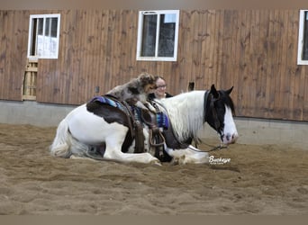 Gypsy Horse Mix, Gelding, 5 years, 15 hh, Tobiano-all-colors