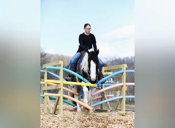 Gypsy Horse Mix, Gelding, 5 years, 15 hh, Tobiano-all-colors