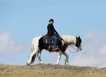 Gypsy Horse Mix, Gelding, 5 years, 15 hh, Tobiano-all-colors