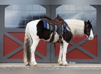 Gypsy Horse Mix, Gelding, 5 years, 15 hh, Tobiano-all-colors