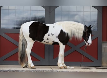 Gypsy Horse Mix, Gelding, 5 years, 15 hh, Tobiano-all-colors