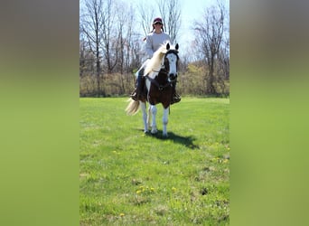 Gypsy Horse, Gelding, 5 years, 15 hh, Tobiano-all-colors