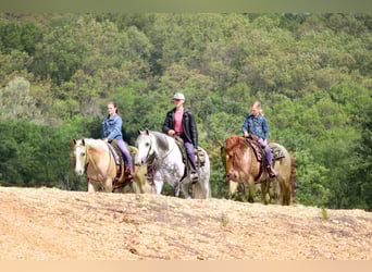 Gypsy Horse Mix, Gelding, 5 years, 15 hh
