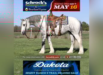 Gypsy Horse Mix, Gelding, 5 years, 15 hh