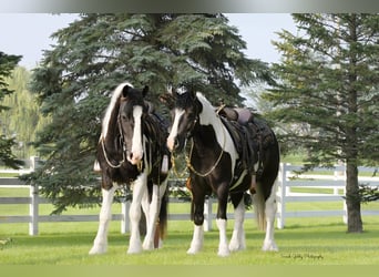 Gypsy Horse Mix, Gelding, 5 years, 15 hh