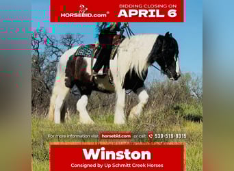 Gypsy Horse, Gelding, 5 years, 15,1 hh, Pinto