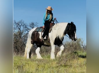 Gypsy Horse, Gelding, 5 years, 15,1 hh, Pinto